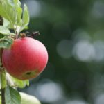 Jak se zbavit chorob a škůdců na ovocných stromech?